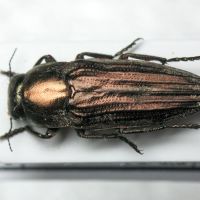 Sphenoptera (Deudora) sulciventris