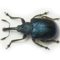 Involvulus (Teretriorhynchites) pubescens