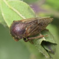 Gargara genistae
