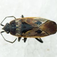 Rhyparochromus pini