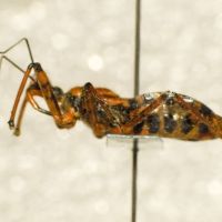 Rhynocoris iracundus