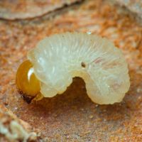 Ips sexdentatus