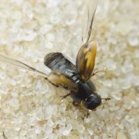 Aphodius (Chilothorax) distinctus