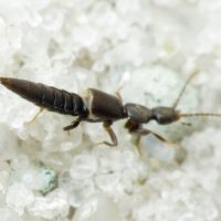 Tetartopeus