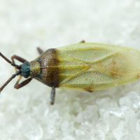 Catoplatus nigriceps