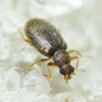 Melanophthalma