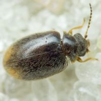 Cyphon padi