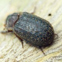 Trox scaber