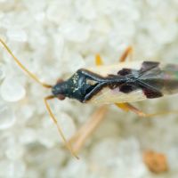 Hallodapus suturalis