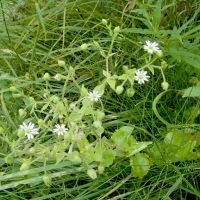Myosoton aquaticum