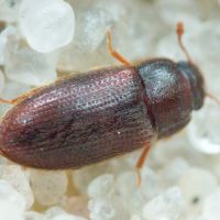 Biphyllus frater