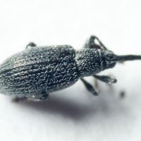 Apioninae