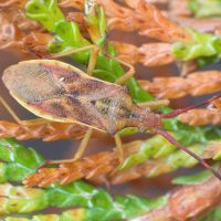Gonocerus juniperi