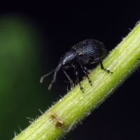 Neocoenorrhinus pauxillus