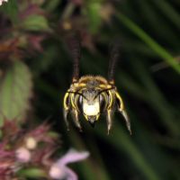 Anthidium florentinum