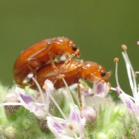 Neocrepidodera