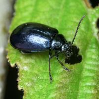 Agelastica alni