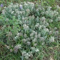 Teucrium polium