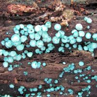Chlorociboria aeruginosa