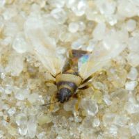 Oxycarenus (Euoxycarenus) pallens