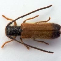 Tetrops praeustus