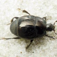 Saprinus semistriatus