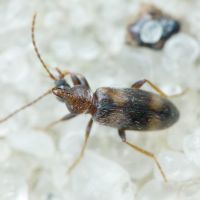 Notoxus trifasciatus