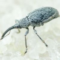Squamapion elongatum