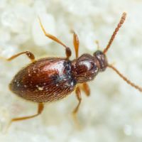 Stenichnus (Cyrtoscydmus)