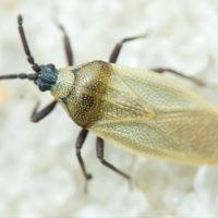 Catoplatus nigriceps