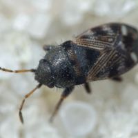 Pionosomus opacellus