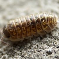 Malacostraca