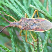 Gonocerus juniperi