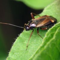 Adelphocoris seticornis
