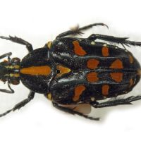 Ixorida elegans