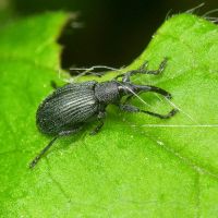 Ischnopterapion loti