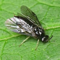 Argidae