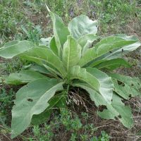 Verbascum