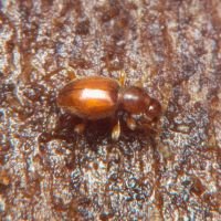 Scydmaenus rufus