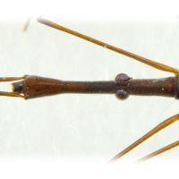 Hydrometra stagnorum