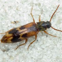 Hypulus quercinus
