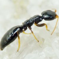 Bethylidae