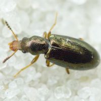 Salpingus planirostris