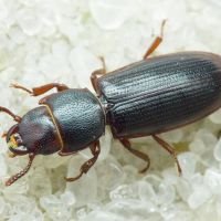 Tenebroides fuscus