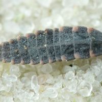 Lampyridae