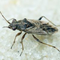 Nysius thymi