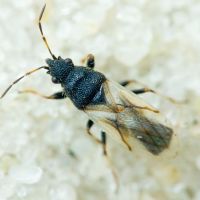 Metopoplax origani