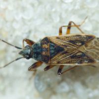 Pachybrachius fracticollis