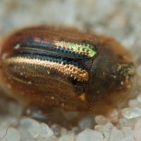 Cassidinae