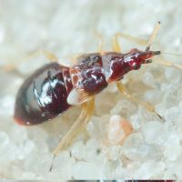Anthocoris nemoralis